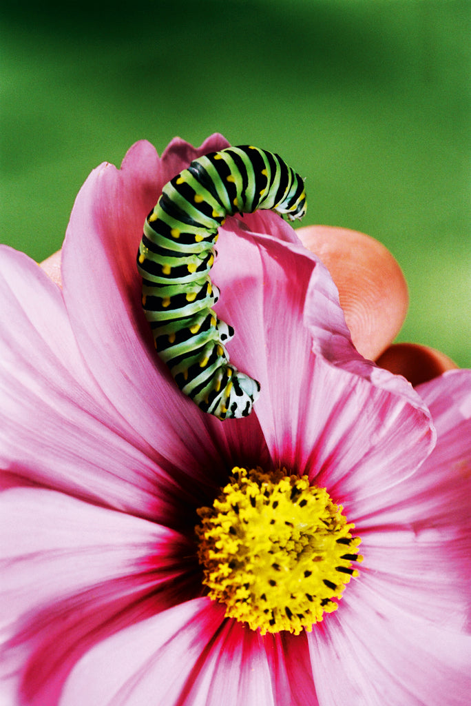 DREAM ABOUT NOTHING – Bobby Doherty