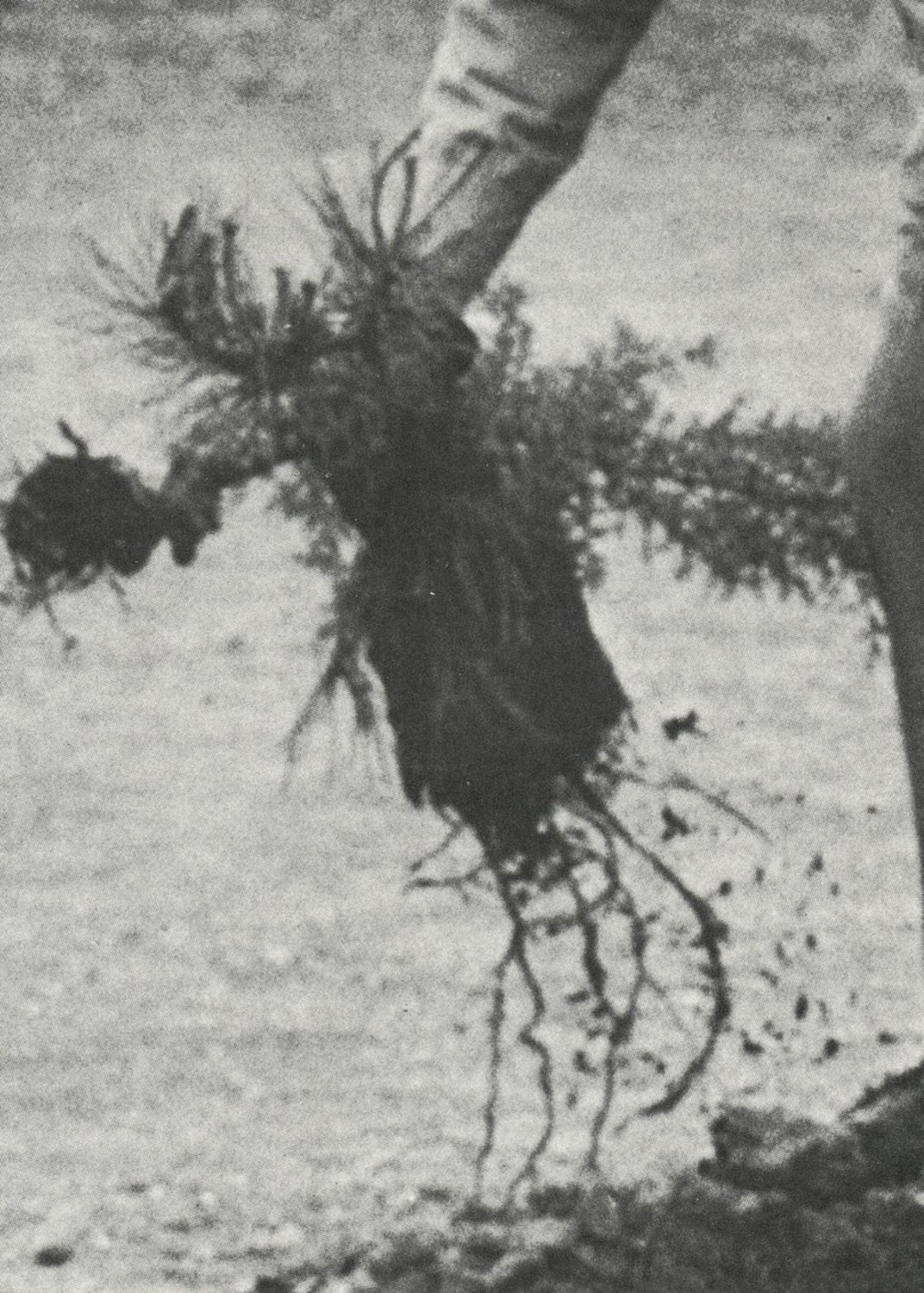 LIKE A KNIFE IN THE SUN – Chiara Benzi