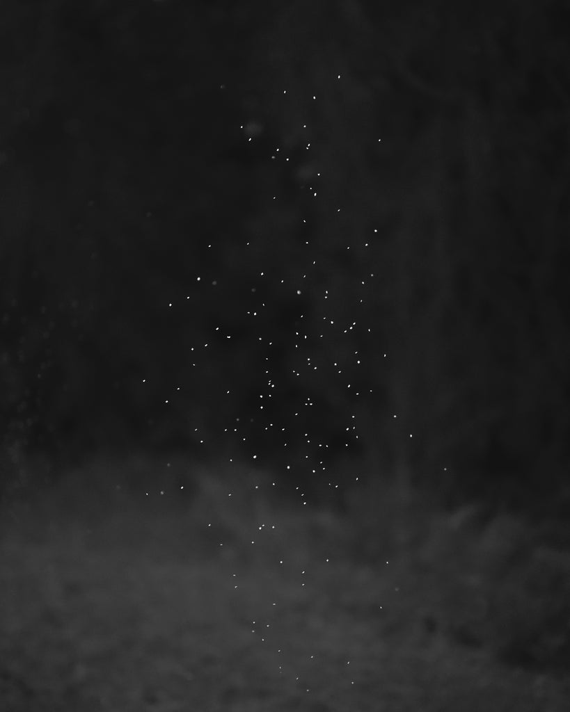 THE ATTACHMENT THEORY – Jacopo Papucci