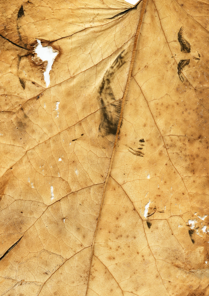 PAN – Patrice Dion