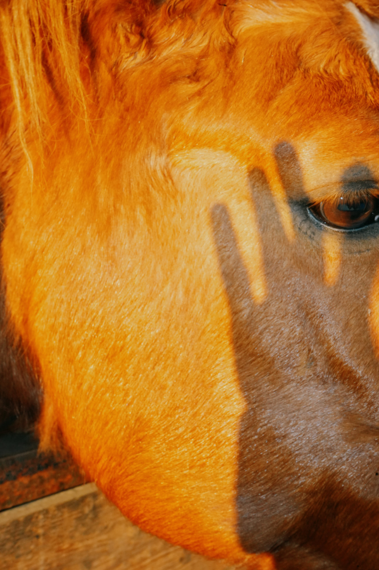 A New Friend – Domenico Matera
