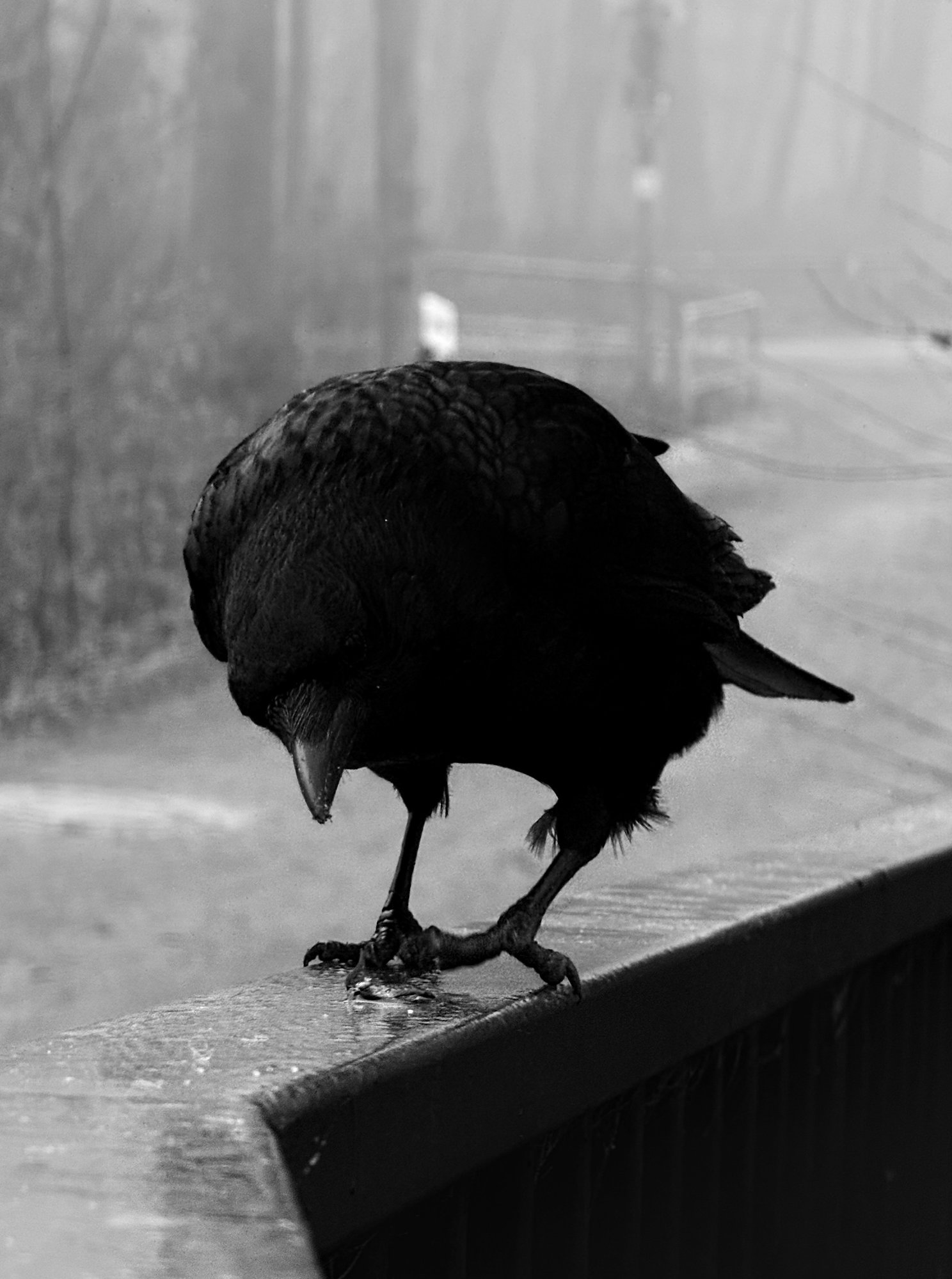 Northern Folklore – Dimitris Fotiadis